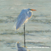 "Egret Shimmer I" 20" x 20" Giclee print on canvas